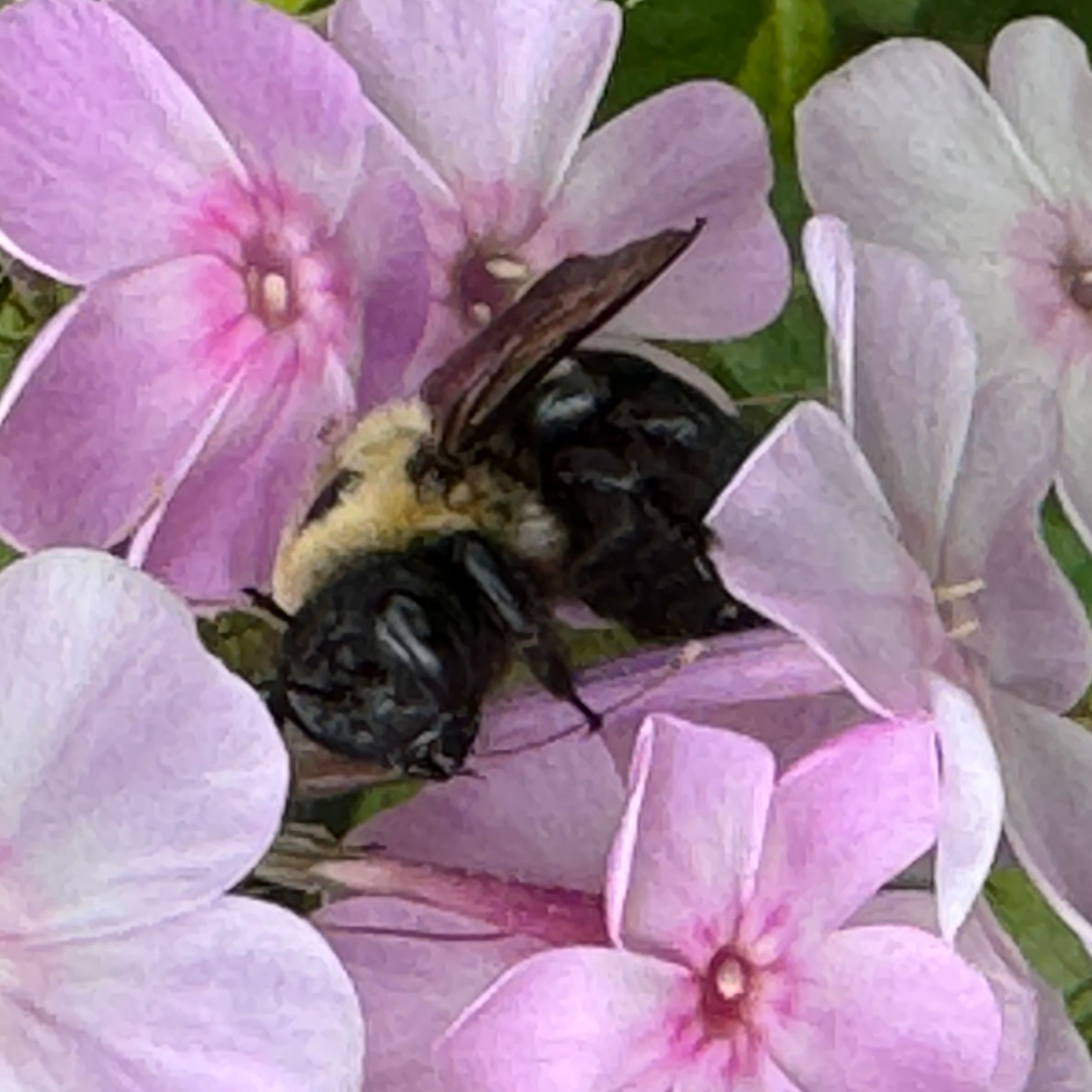 Mostly Good Environmental News