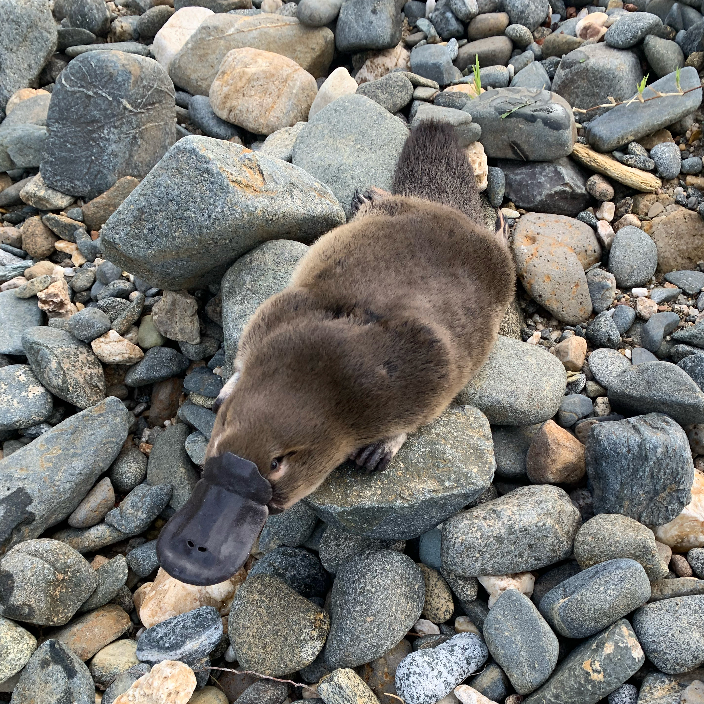 Where Are We At With Platypuses?