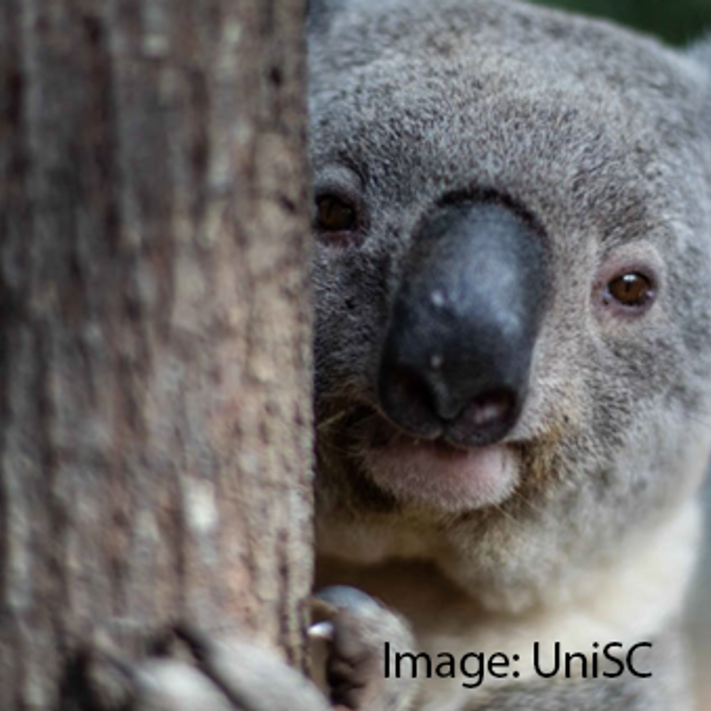 Where Are We At With Koala Chlamydia?