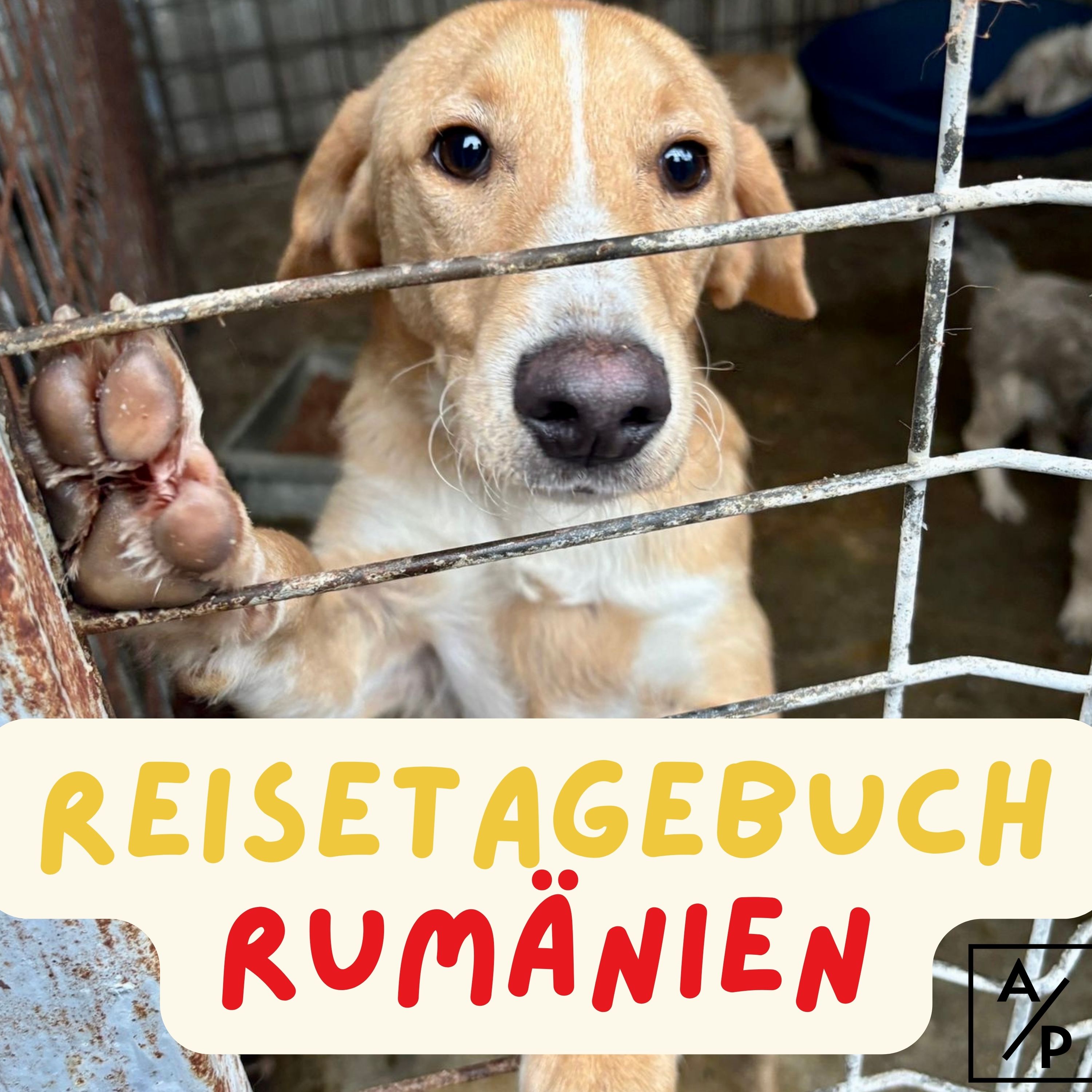 Adoptieren statt Produzieren - Der Tierschutzpodcast